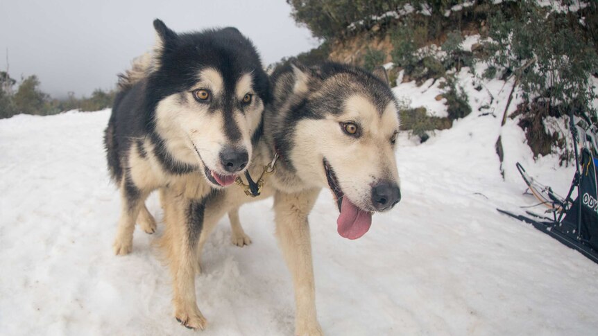 Alpine dogs compete in a sled race at Mount Buller.