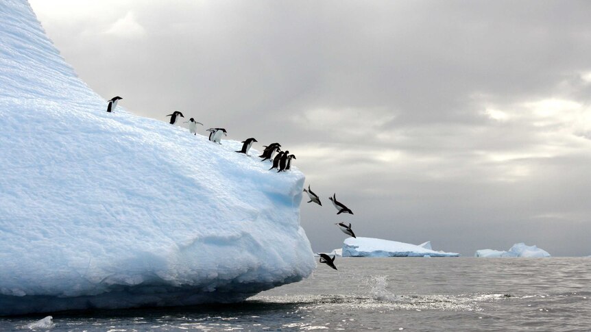 Antarctic photographic exhibition - Dive Comp