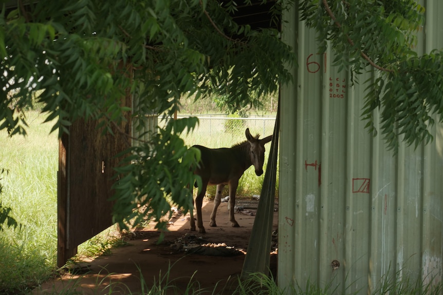 A donkey stands with its back to the camera in the distance, in the shade of an abandoned building. 