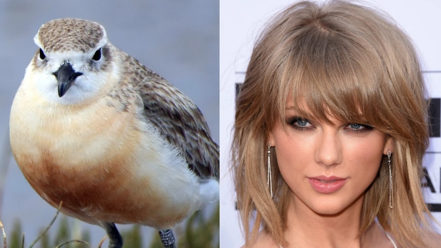 Composite of New Zealand dotterel and Taylor Swift