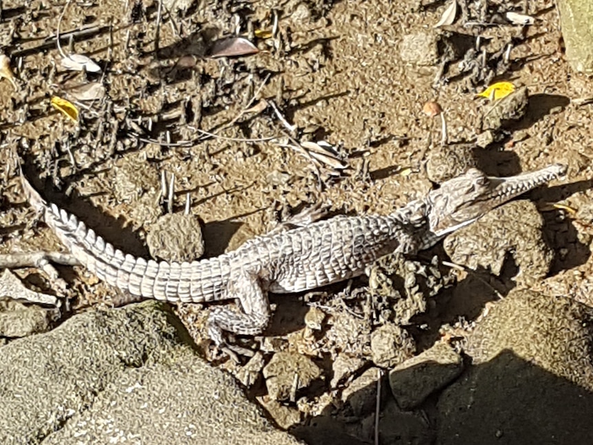 Young crocodile sunning itself on the banks of the Georges River in Sydney's south