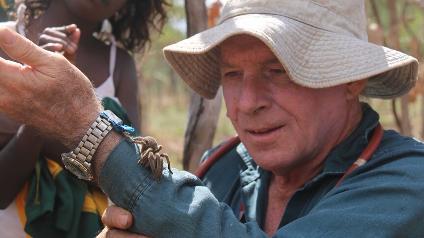Dr Robert Raven examines a male Maningrida diving tarantula crawling on his arm.