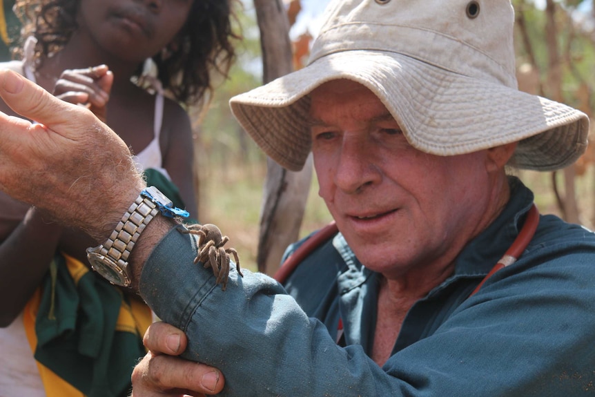 Dr Robert Raven examines a male Maningrida diving tarantula crawling on his arm.