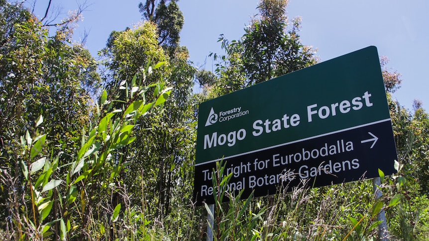 Mogo State Forest