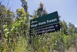 Mogo State Forest