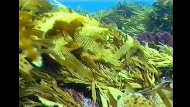 Kelp underwater