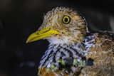 A close up of a bird's head and yellow beak.