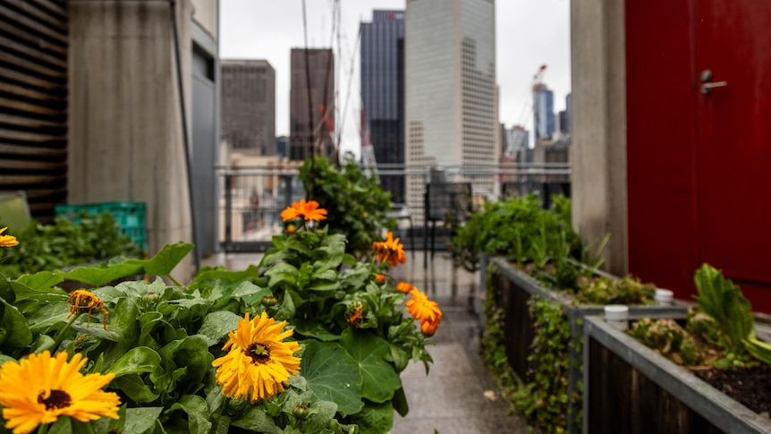 A close up of marigold flowers in an urban environment.