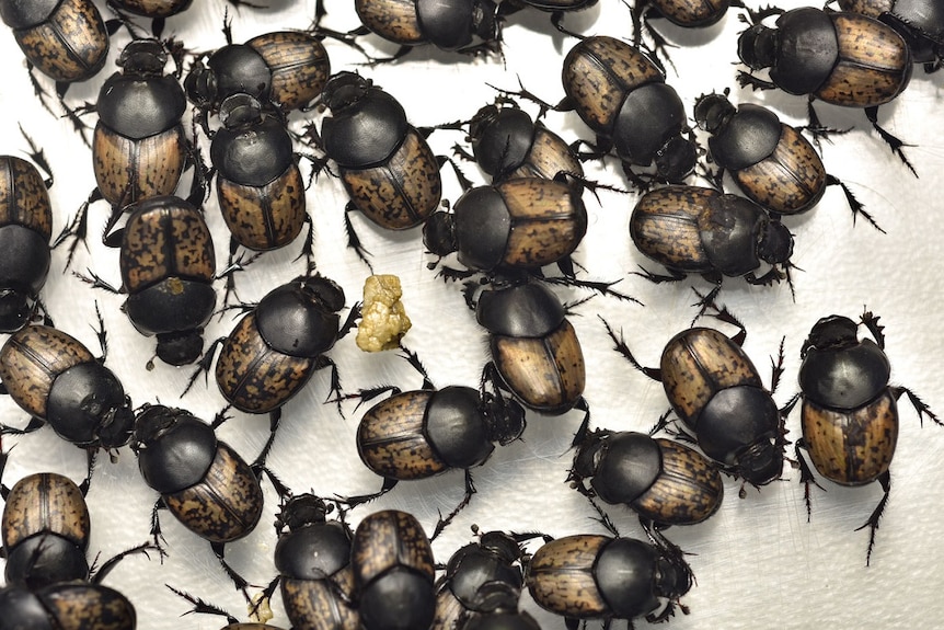 Dung beetles running across a lab table.