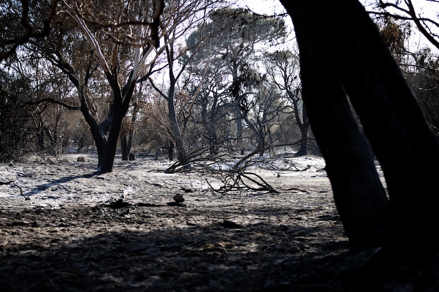 Charred bushland inside the a fire zone