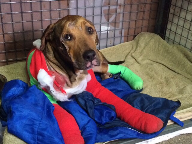Man pleads not guilty to animal cruelty over dog allegedly dragged ...