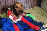 Hercules the dog, who was injured in Wickham
