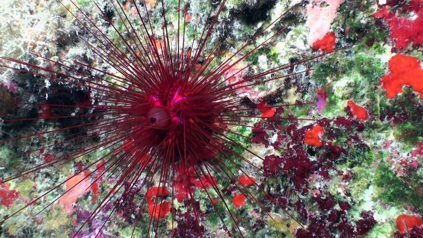 An unidentified species of sea urchin found in north-west Hawaii