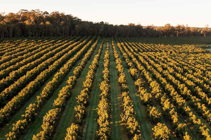 An avocado orchard from above, in golden light.