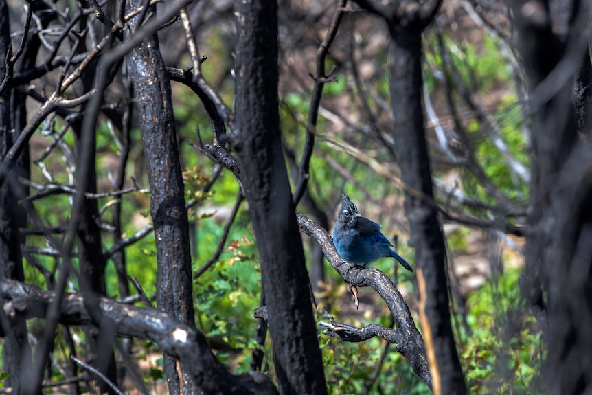 A blue and black birds sits on a large branch. 