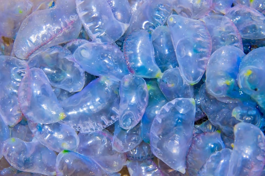 A mass of bluebottles, piled on top of each other.