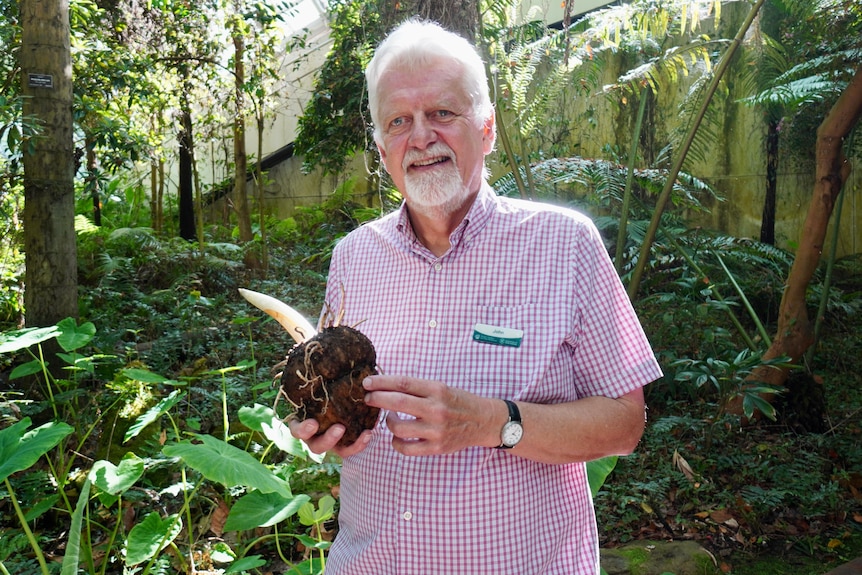 A man standing among plants in a conservatorium holds a leaf bud