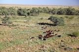 An aerial shot of cattle grazing in a green paddock in Western Queensland's Channel Country.