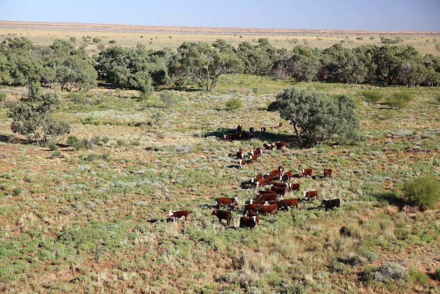 An aerial shot of cattle grazing in a green paddock in Western Queensland's Channel Country.