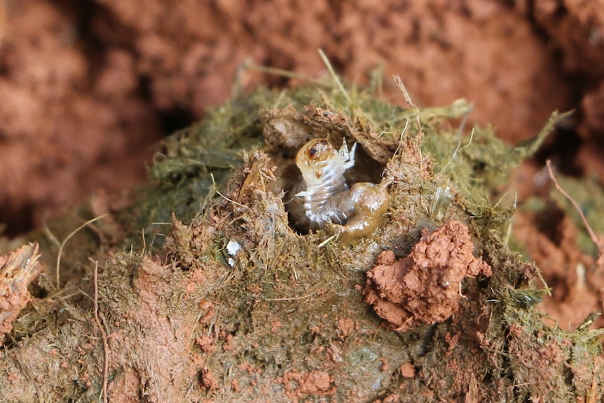 A close up of a small pale grub in a nest of dung