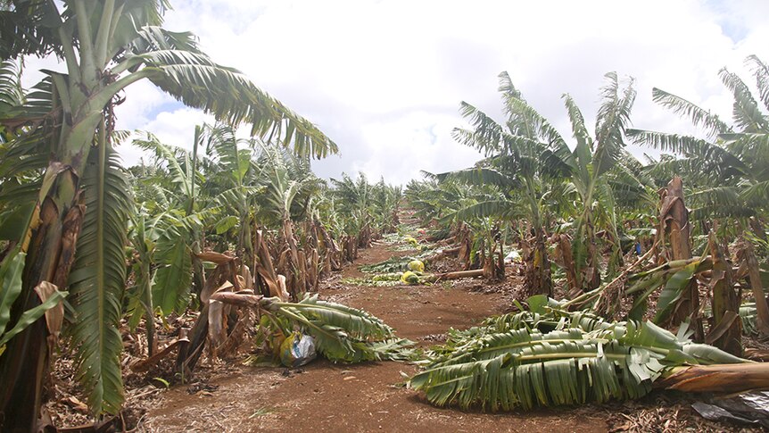 Cyclone damage to Cavendish banana plantation.