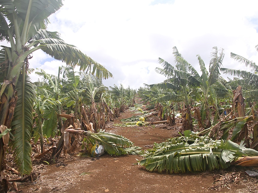 Cyclone damage to Cavendish banana plantation.