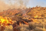 Grassland burns in an outback bushfire.