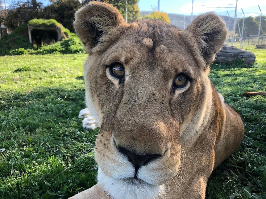 A face of a female lion lying down in an enclosure.