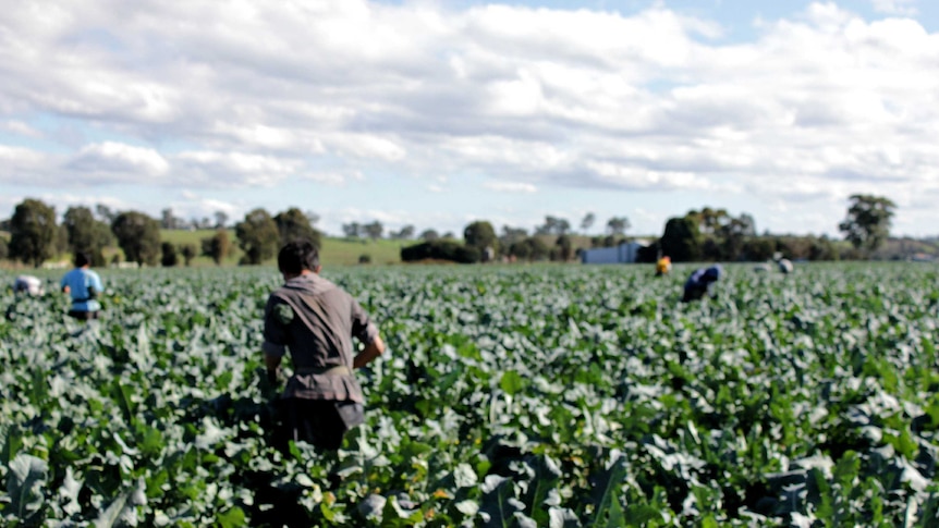 Farm workers in a field of leafy green vegetables.