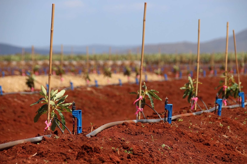 A row of newly planted avocado plants at far north Queensland farmer Leon Collins' Lakeland farm