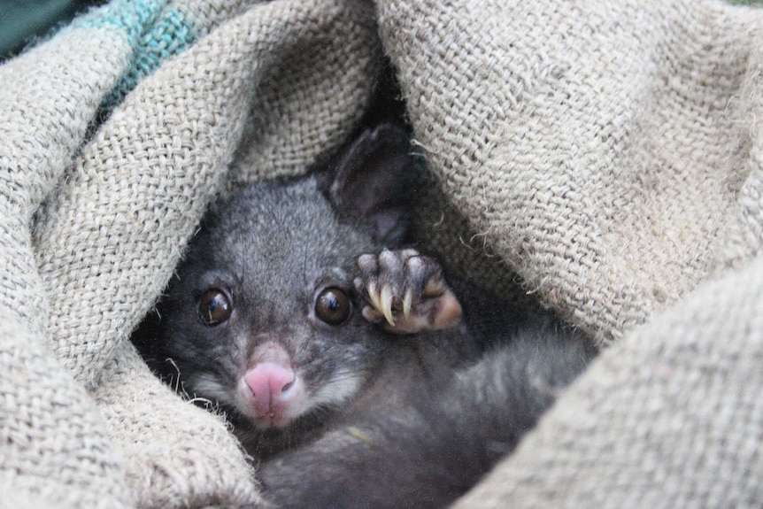 Possum in Sack