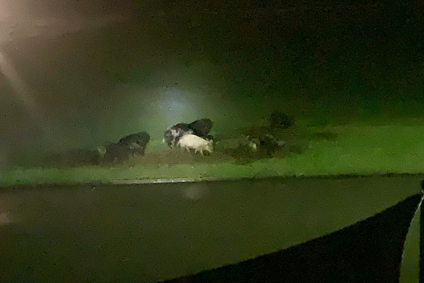 A trap camera image of a group of pigs at night time in a suburban backyard