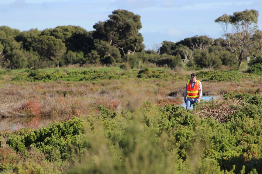 William Steele in salt marsh