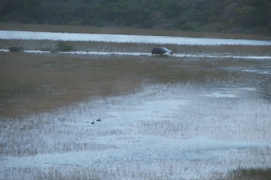 A car drives along a flooded road next to a swamp.
