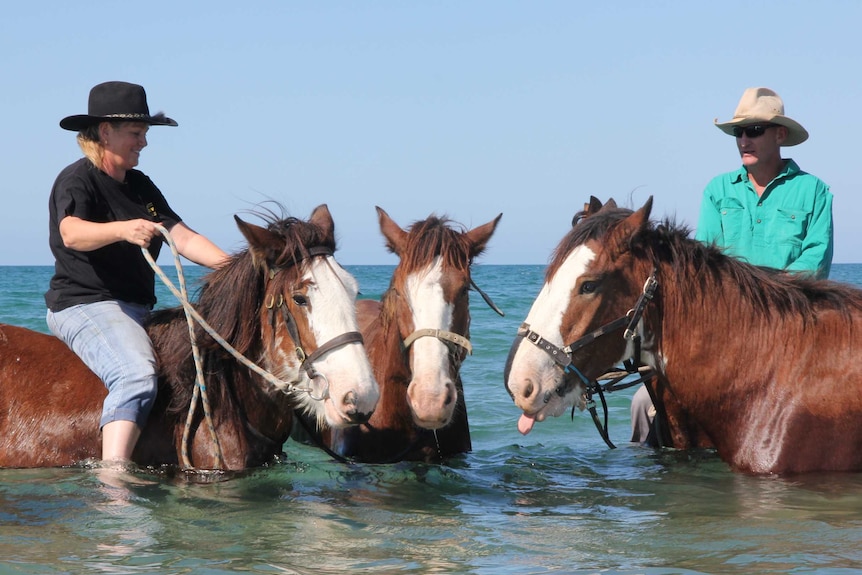 Clydesdale horses