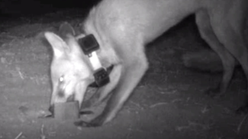 A fox pictured in infrared taking the test bait.