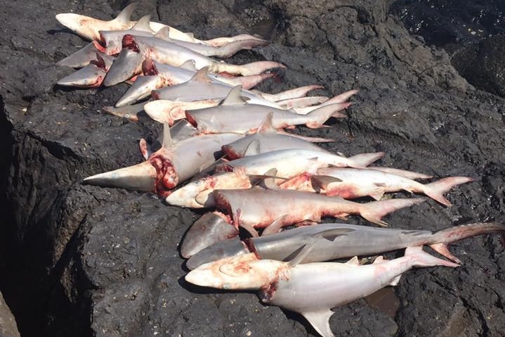 More than a dozen dead sharks on a breakwall at Fingal