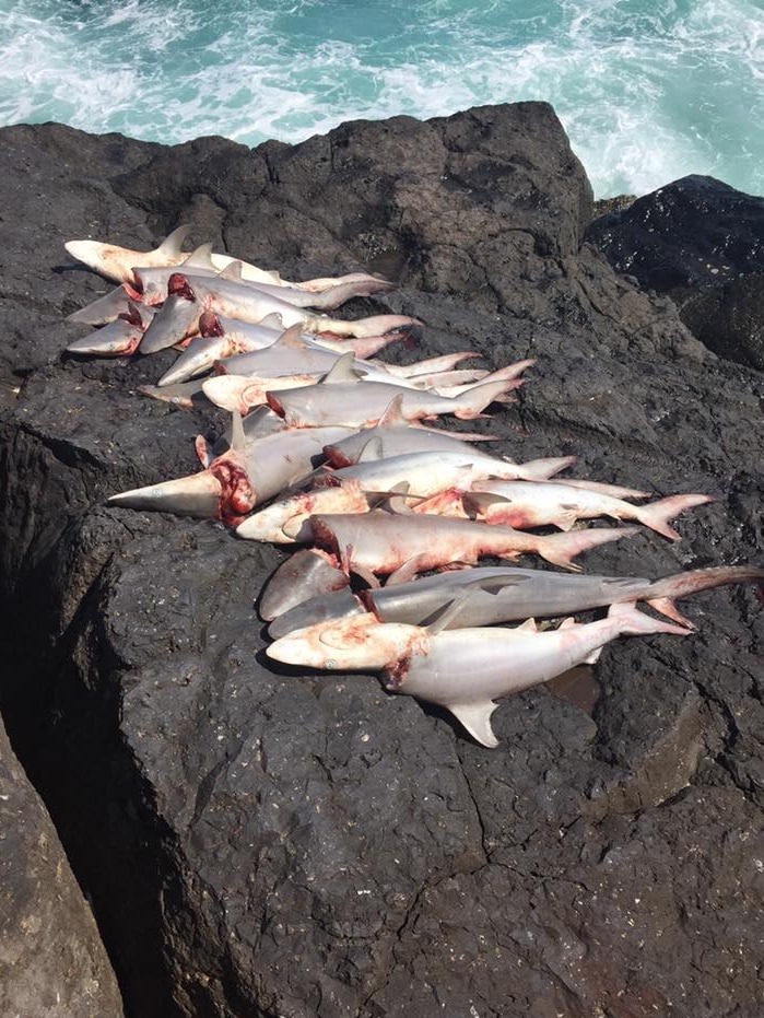 More than a dozen dead sharks on a breakwall at Fingal