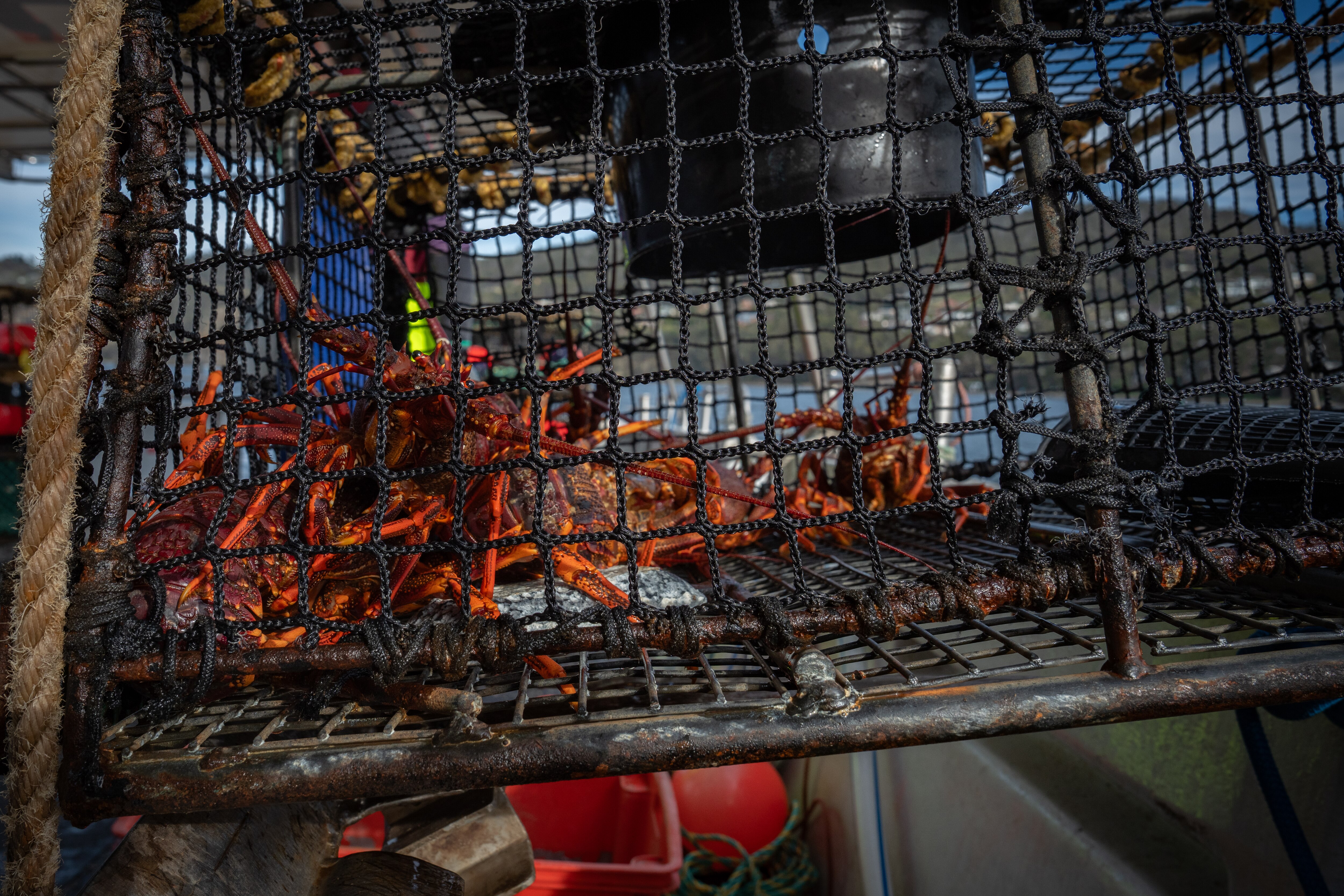 lobsters on board a grey metal boat and in nets being measured and tagged