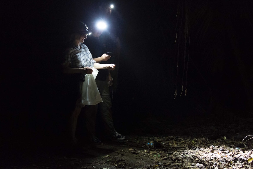 Members of Australian Museum out at night on Lord Howe Island.