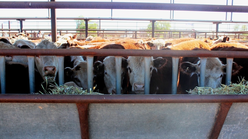 Hereford cattle in the yards