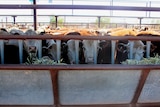Hereford cattle in the yards