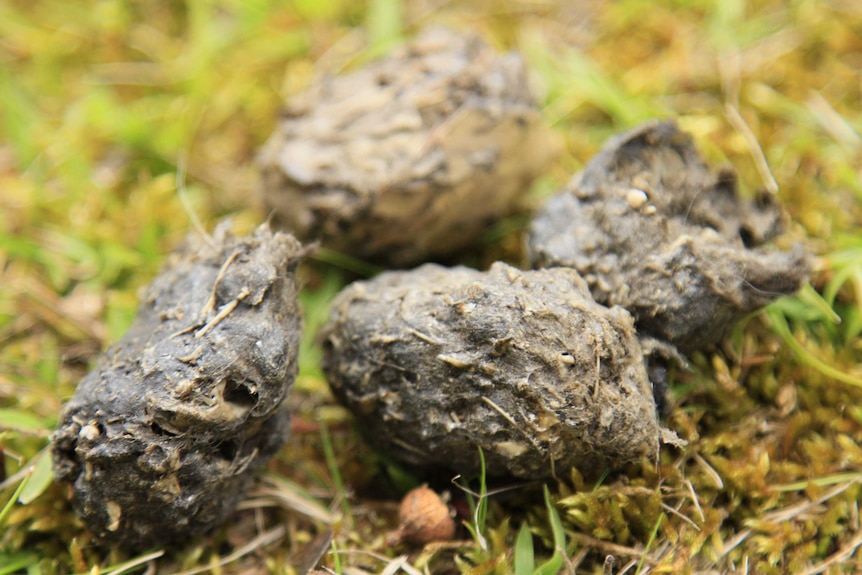 Smelly 'pellets' of bone, fur and teeth regurgitated by a Tasmanian Masked Owl.