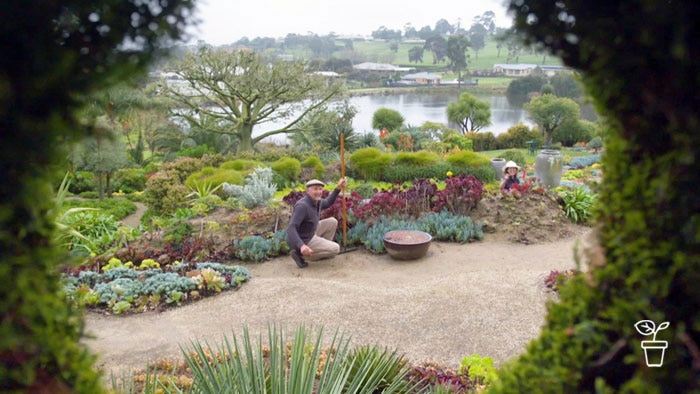 Succulent garden through an opening in a hedge with man and woman kneeling down amongst the plants