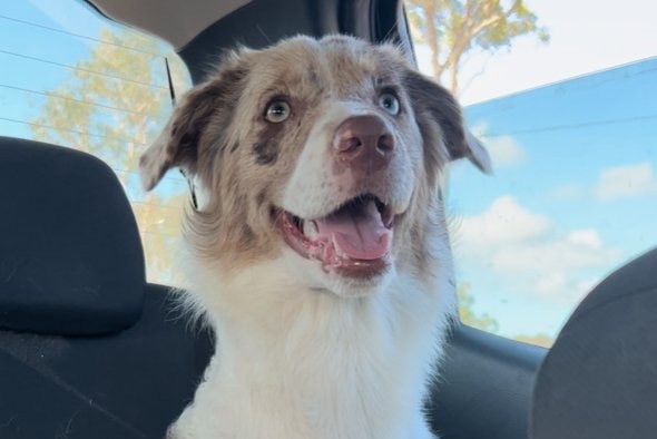 A merle border collie sits in a car