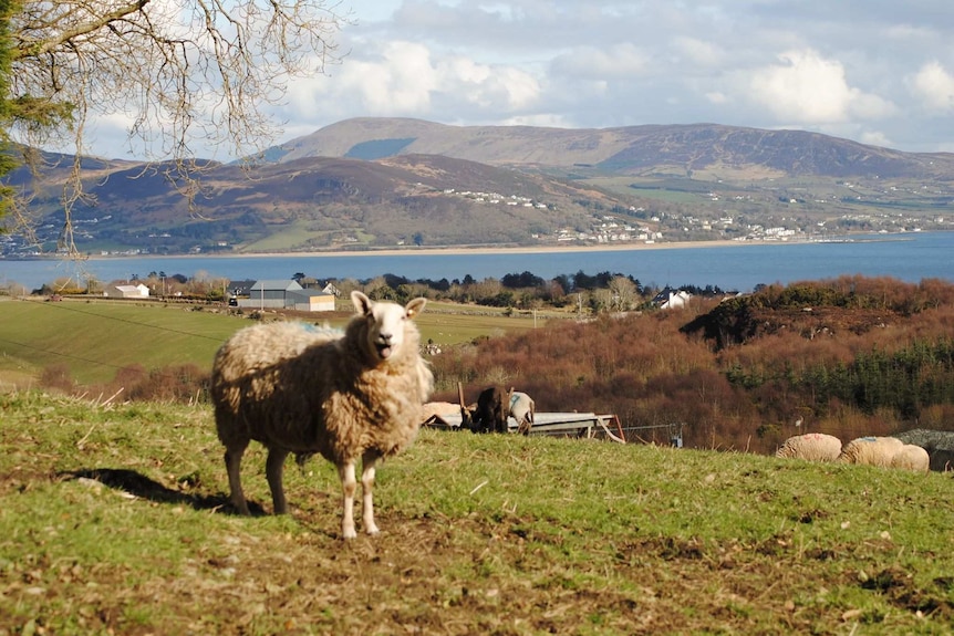 Irish sheep farm