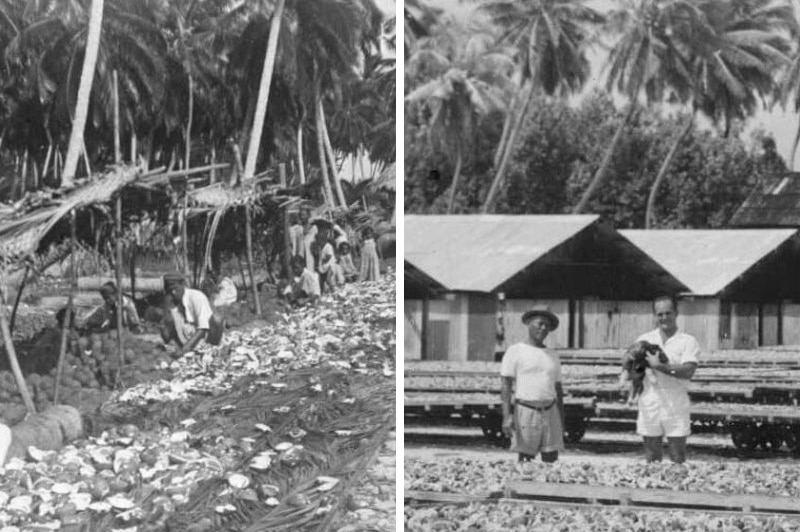 Coconut shelling and then drying on trolleys on Home Island in the 1950s