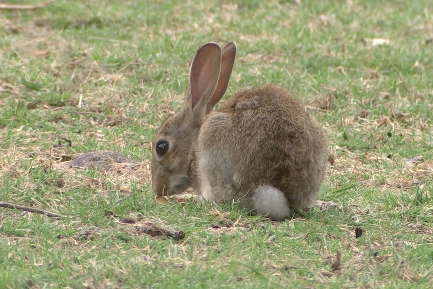 A rabbit eating grass.