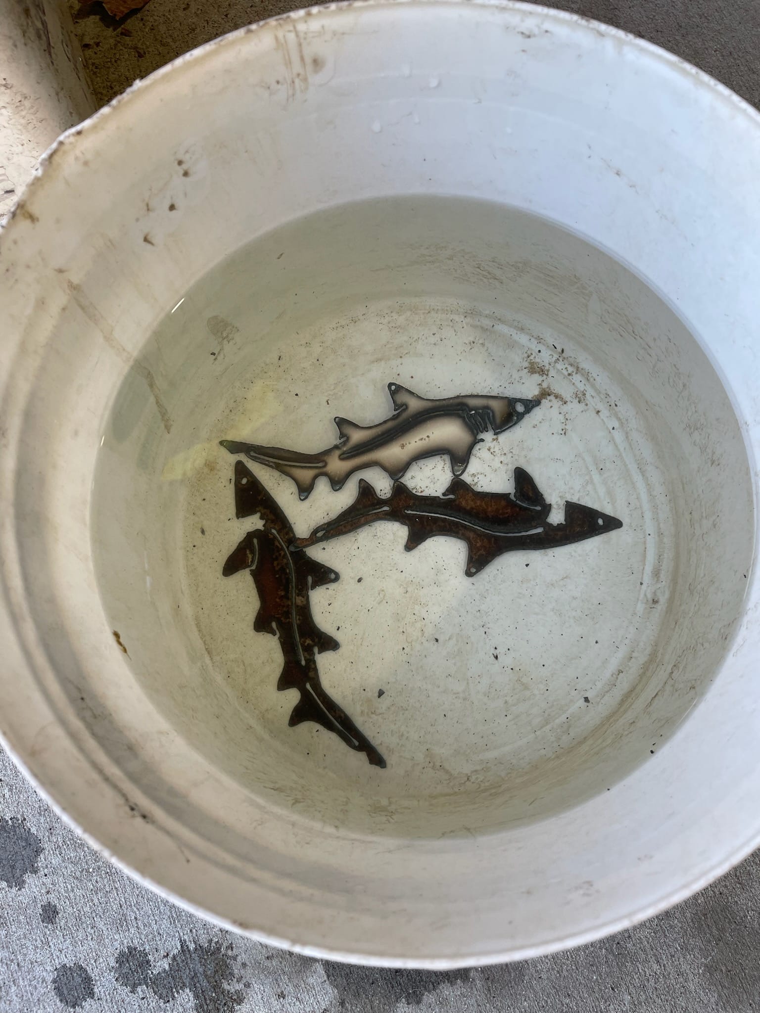 Three small, black cut pieces of shark in a bucket.