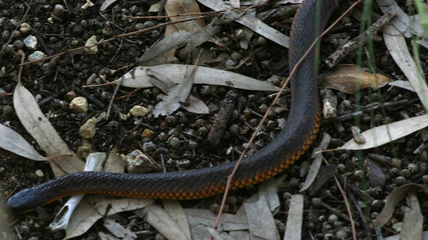 Close-up of a tiger snake slithering across leaves and nuts.